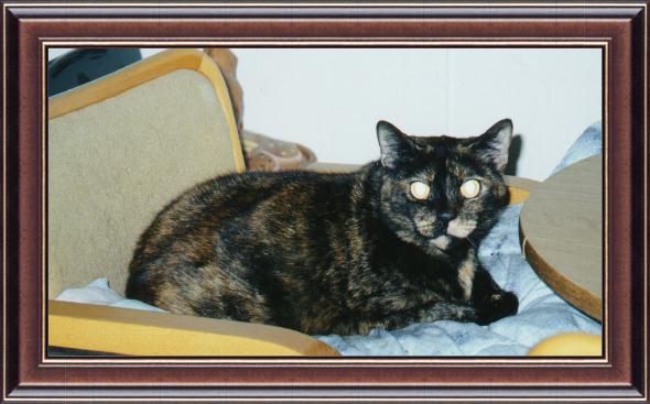 {short description of image}