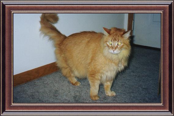 {short description of image}